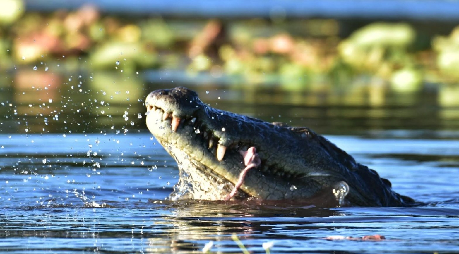 Wild crocodile