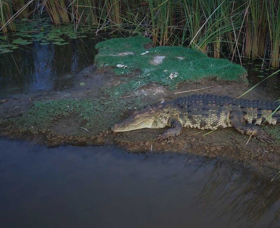 Crocodile in the mangroves