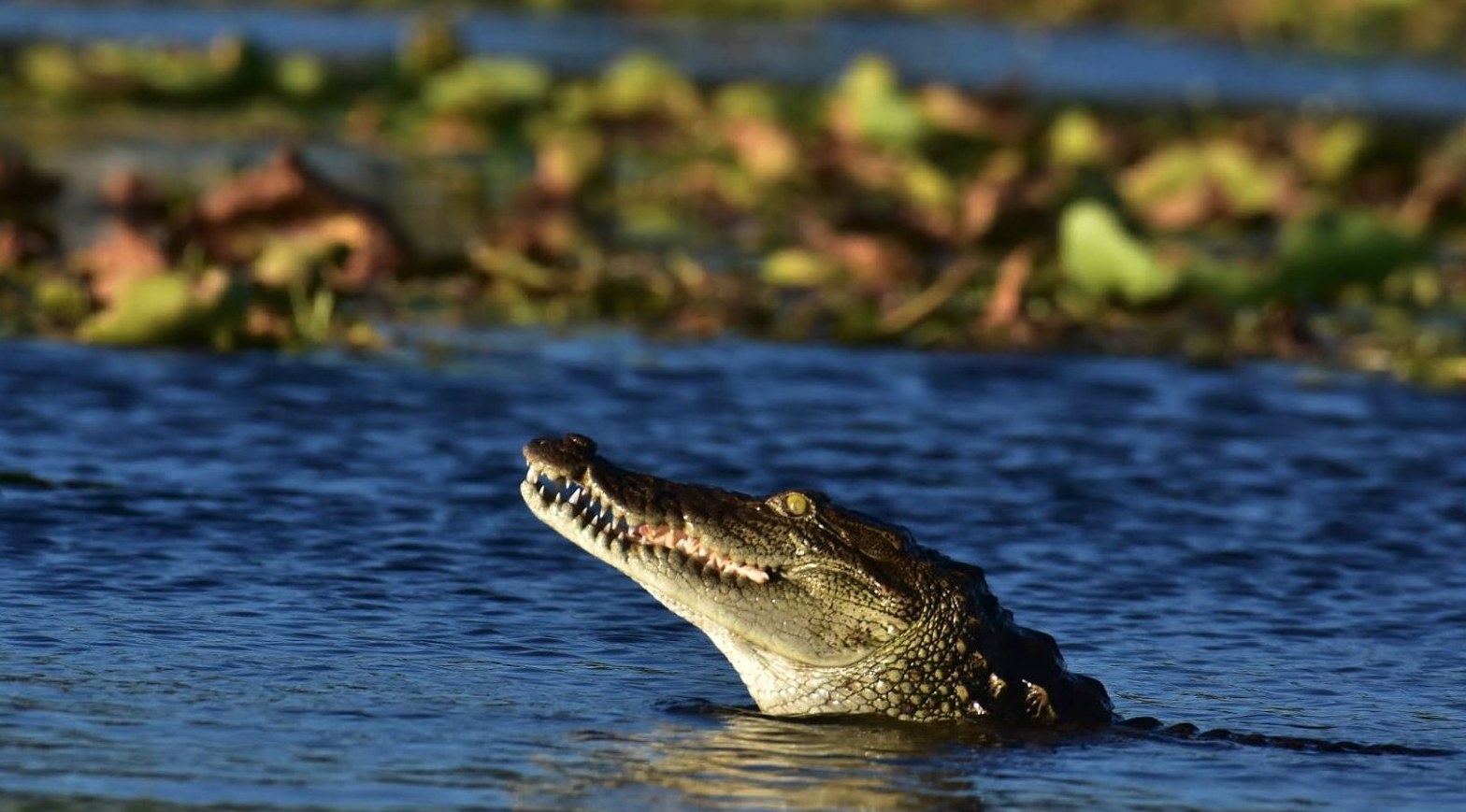 Crocodile in Nilaveli lagoon